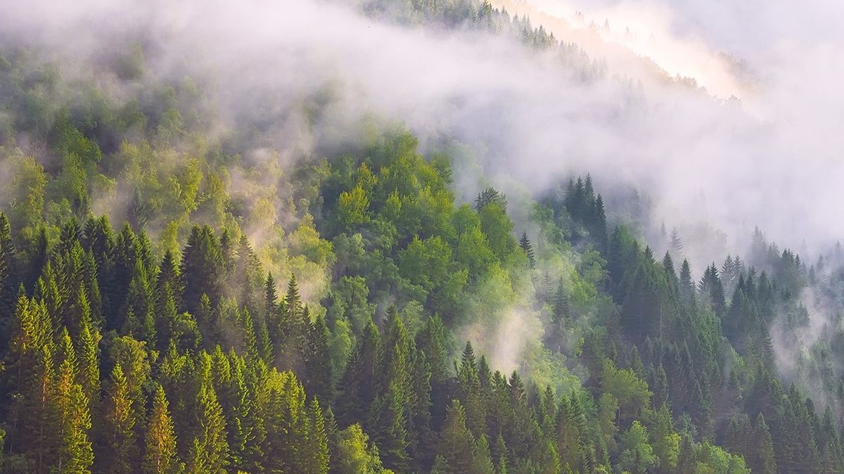 Řetězce Lidl a Kaufland bojují proti klimatické změně
